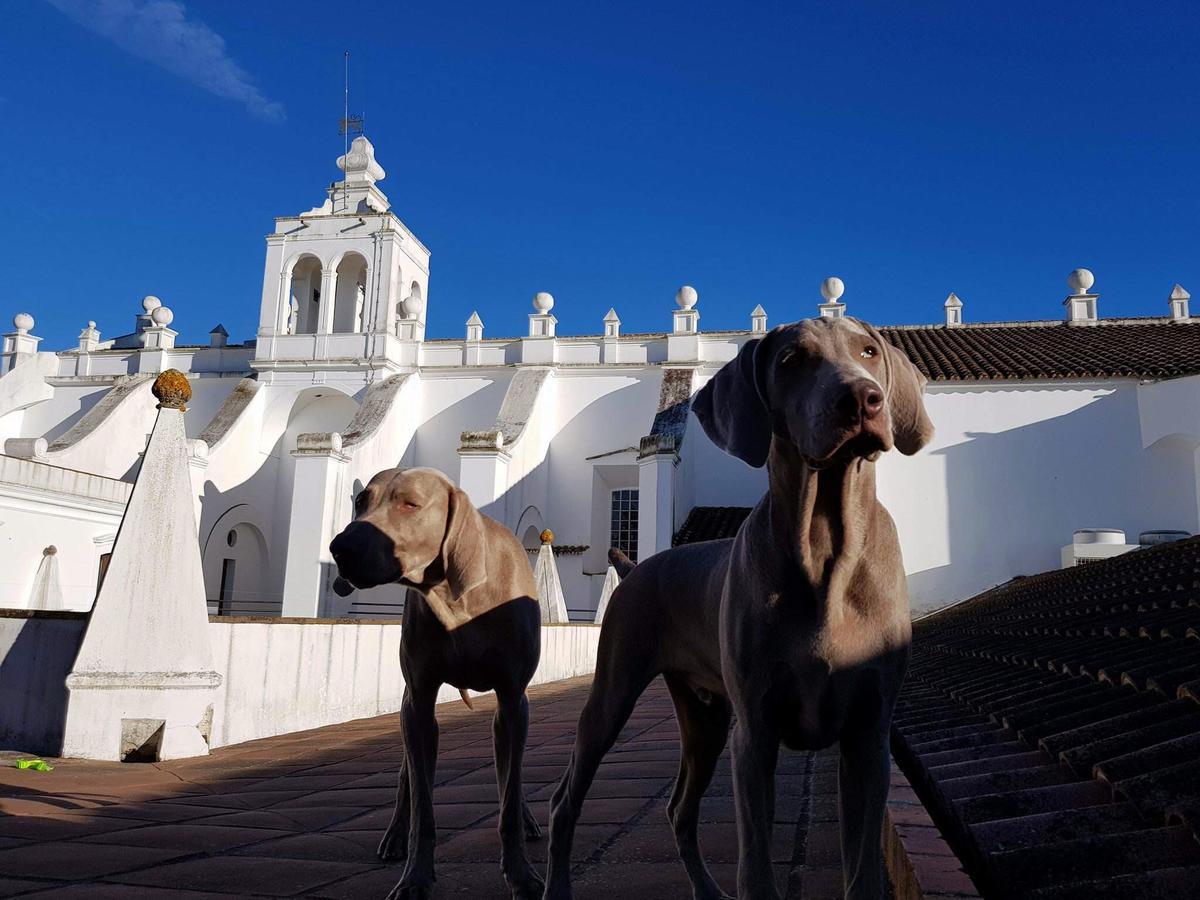 Convento Do Espinheiro, Historic Hotel & Spa ايفورا المظهر الخارجي الصورة Two Weimaraners